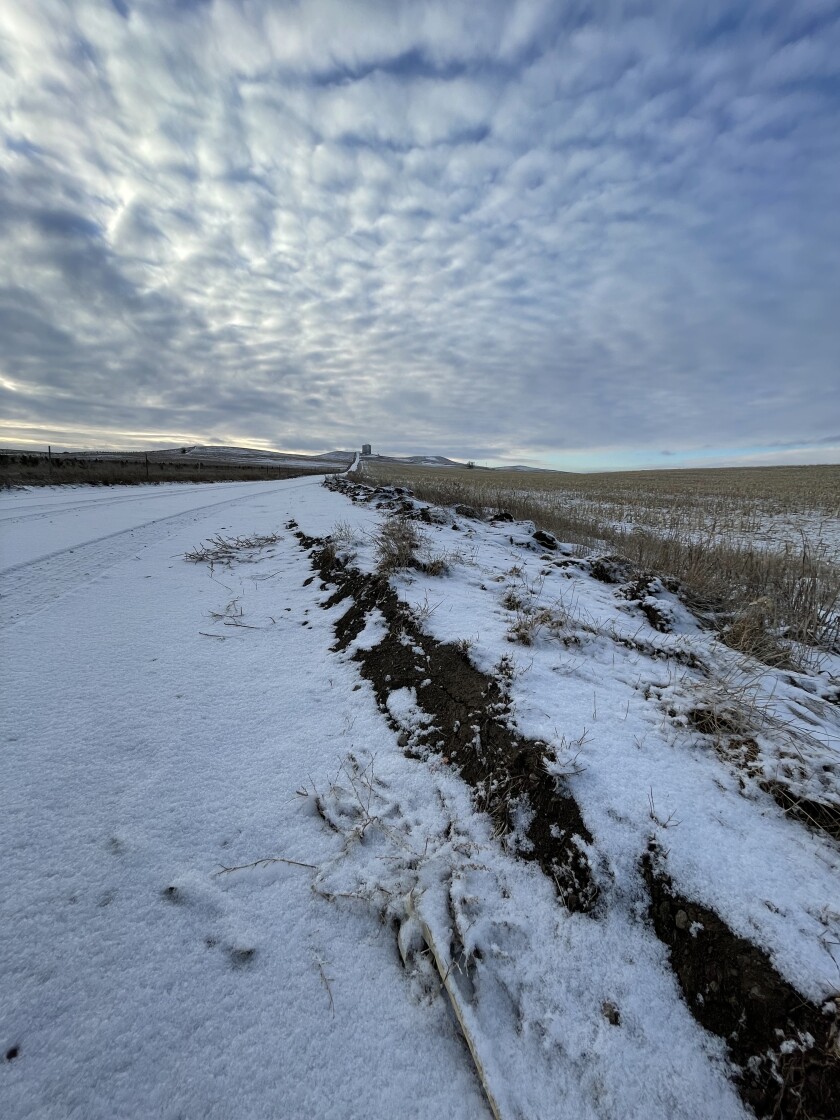 Open dirt is slightly exposed despite recent snowfall near a dried up corn field.