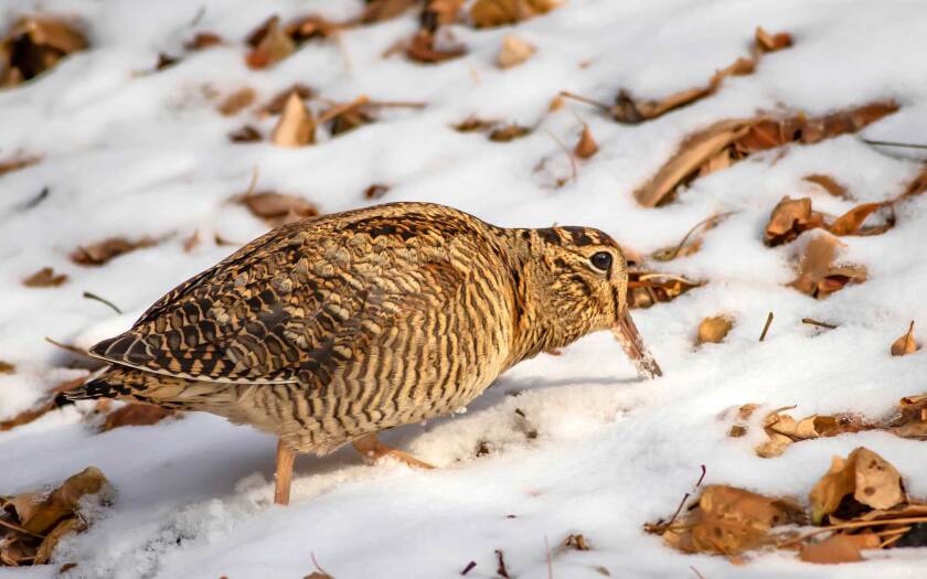 032722-woodcock-snow-shutterstock.jpg