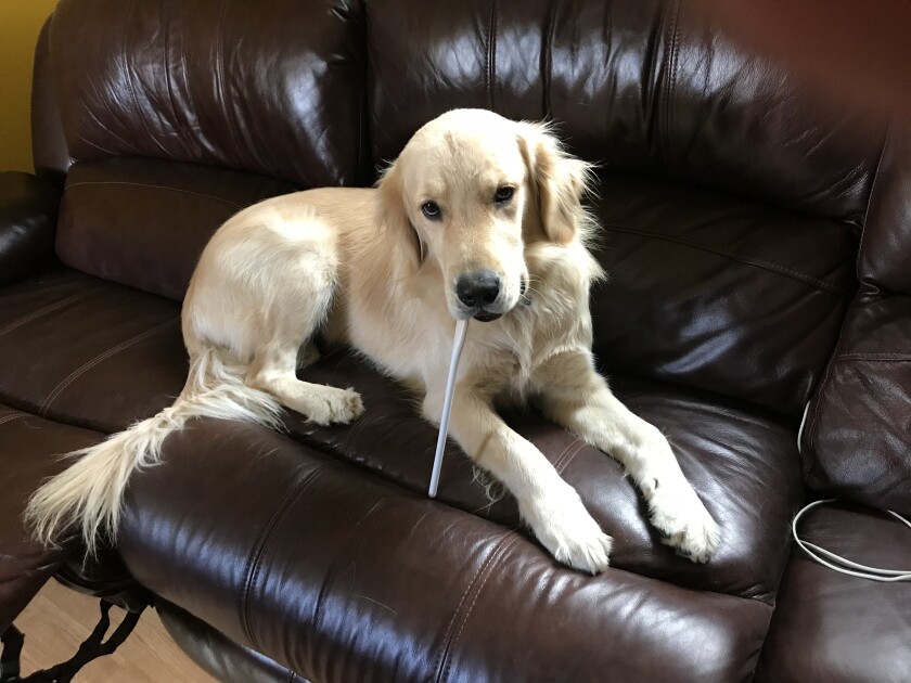A blonde golden retriever holds a white plastic spoon in his mouth.