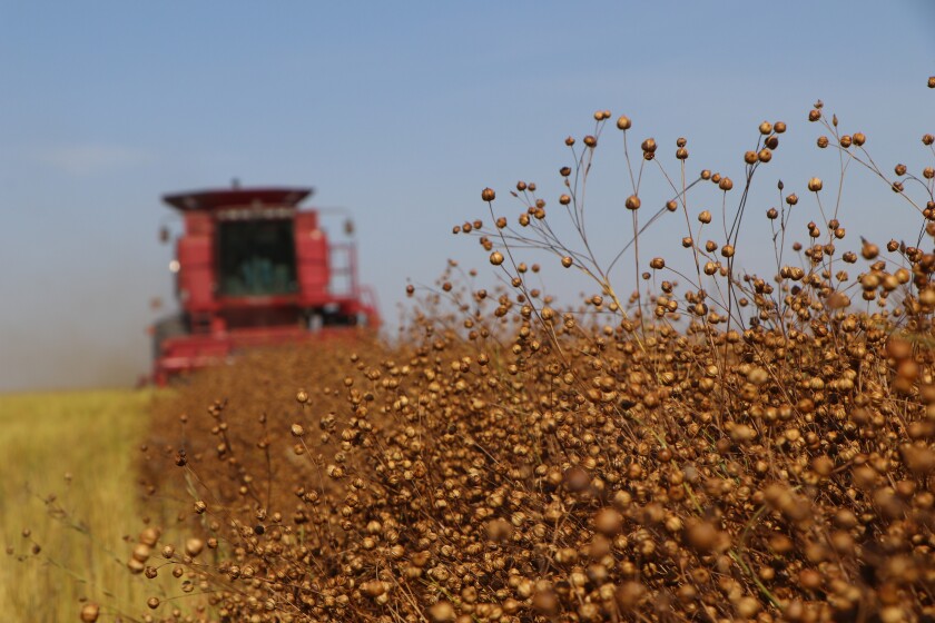 A red combine moves through a field of flax swathes, with their ball-like bolls.