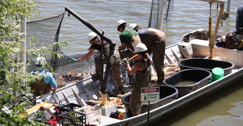 A crew from Carp Solutions pulls in the net on the carp trap on Lake Okabena, near West Lake Avenue, Wednesday morning.