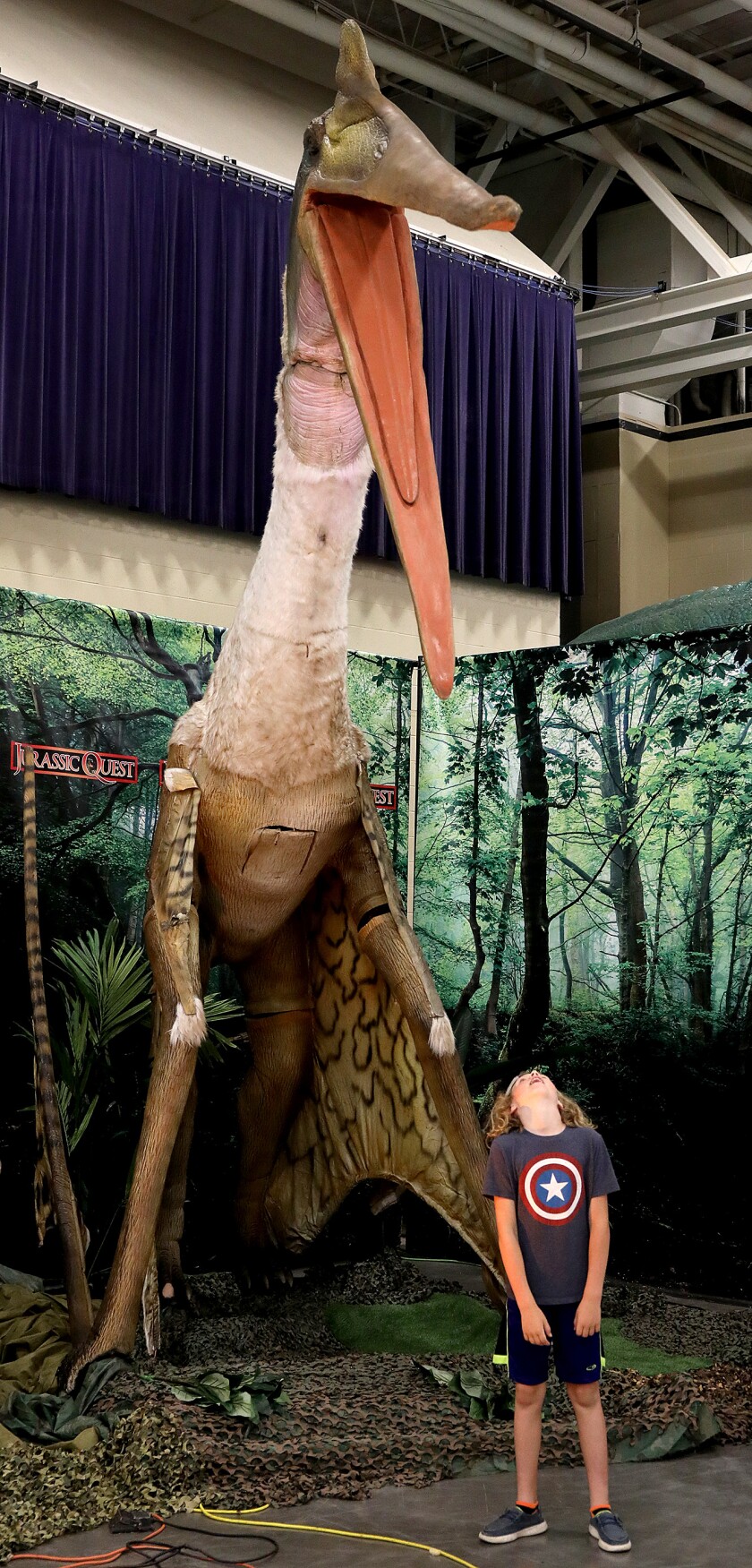 A visitor looks up as the Quetzalcoatlus opens its beak