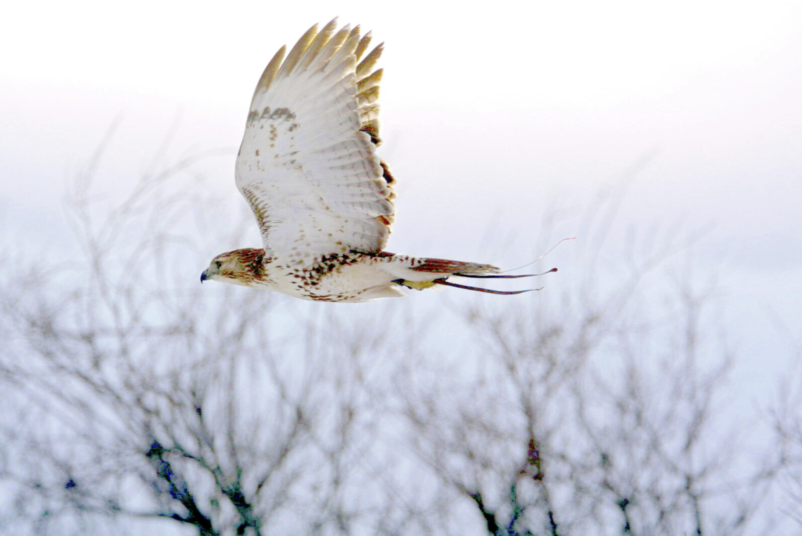 Spring watch: Raptor migration ramps up - Duluth News Tribune | News ...
