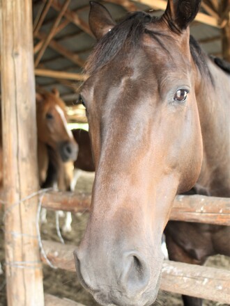 horse.jpg