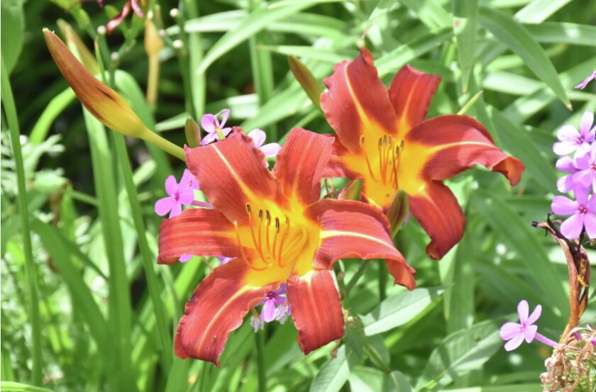 Shirley's lillies .jpg