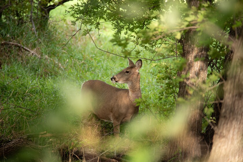 A deer is seen in the Minnesota woods-DNR.jpg