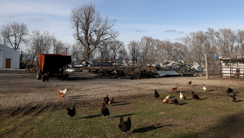 Chickens work a patch of green in the aftermath of a fire that destroyed a barn and two outbuildings at the Tim Hieronimus farm northeast of Adrian.