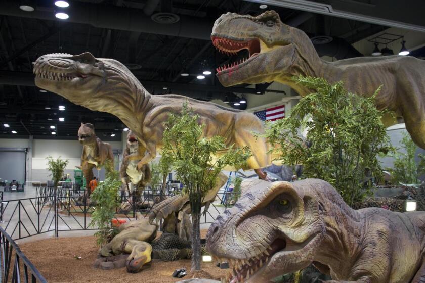 Three large animatronic Tyrannosaurs in the Jurassic Quest display, with a small deceased raptor at their feet.