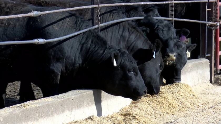 Cattle feeding.jpg