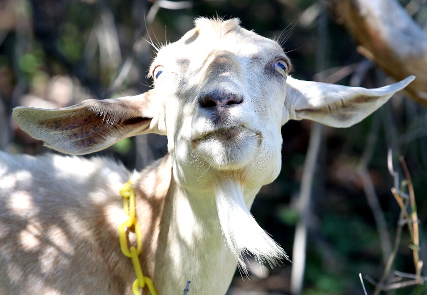 A goat grazes in its pen