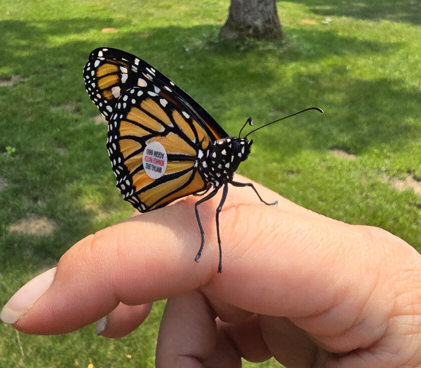 A hand holding a butterfly with a tagging sticker on its wing