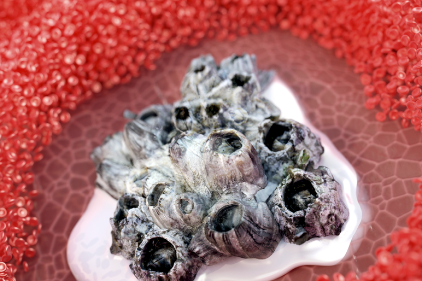 Barnacle Post Researchers believe new barnacle-inspired 'paste' can control severe ...