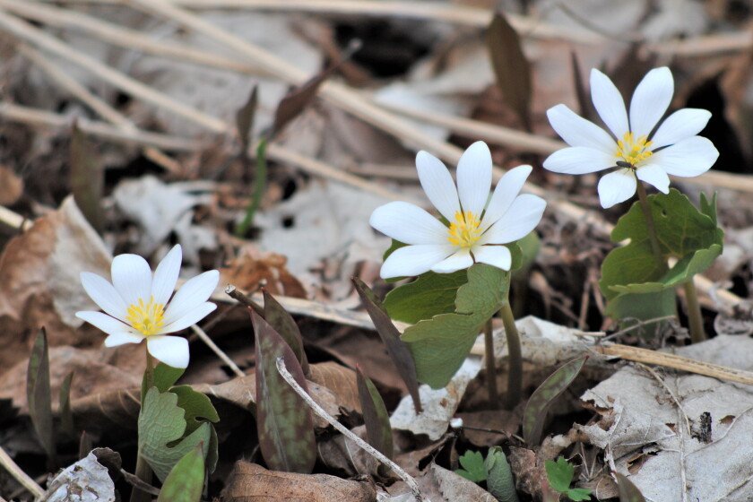 Blood Wiss Roots Northland Nature: Blood roots add white petals to woods flora - Cloquet ...