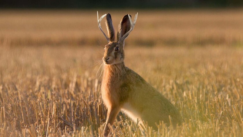 Jackelope