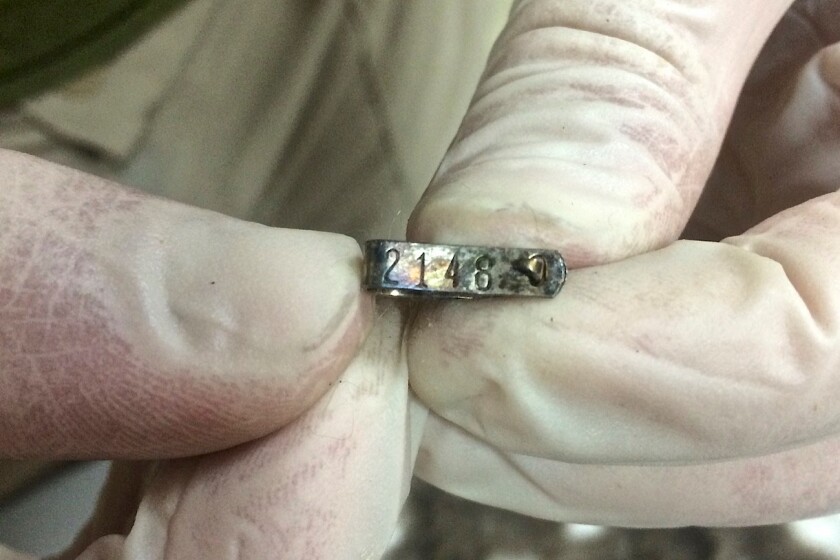 beaver ear tag found in wolf scat