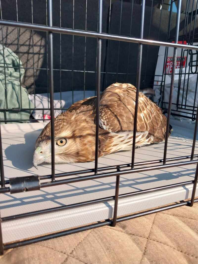 Local raptor rescue volunteers looking to raise money for heated ...