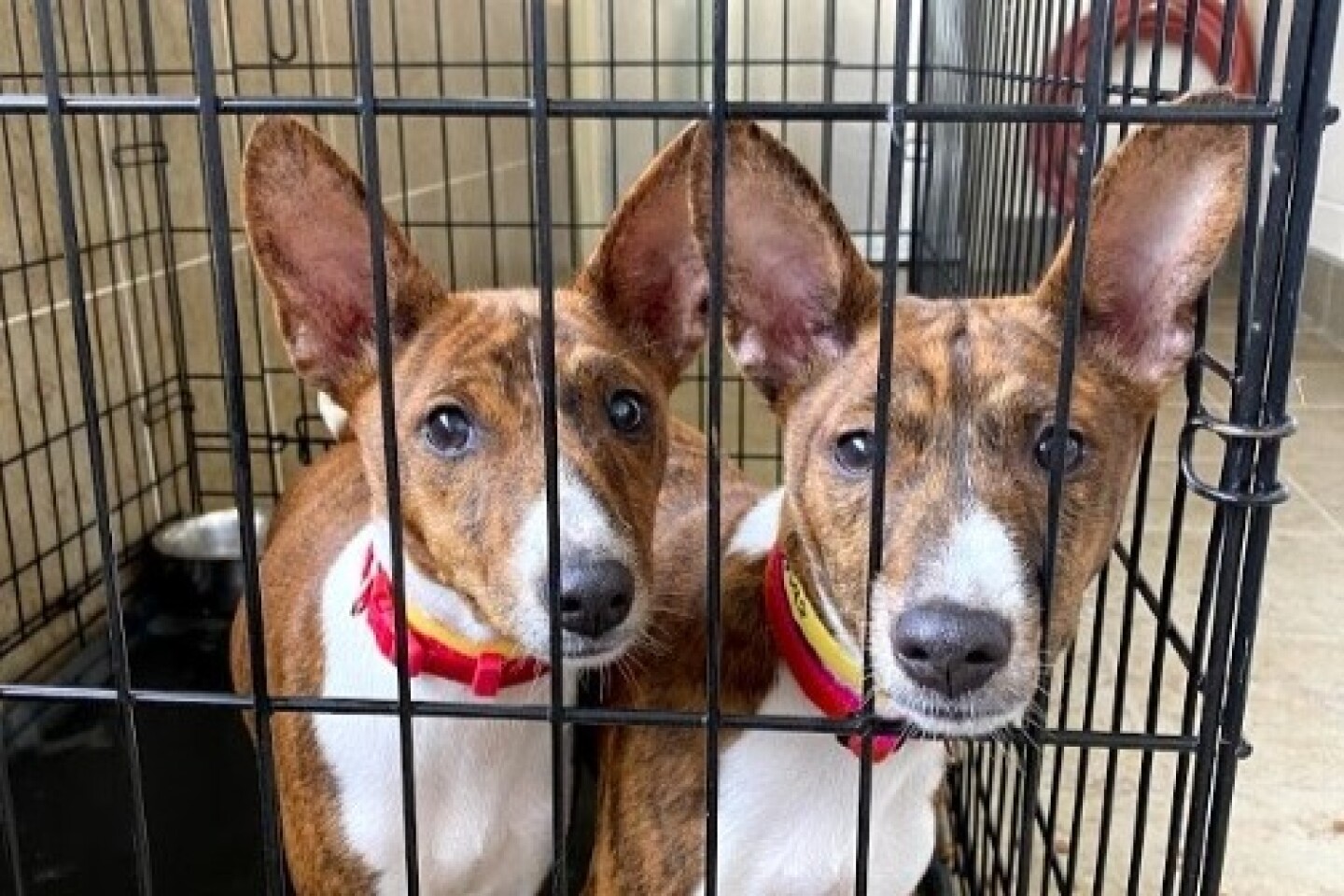 Animal Allies rescues 26 hoarded dogs - Duluth News Tribune | News, weather, and sports from Duluth, Minnesota Animal Allies rescues 26 hoarded dogs - Duluth News Tribune | News, weather, and sports from Duluth, Minnesota