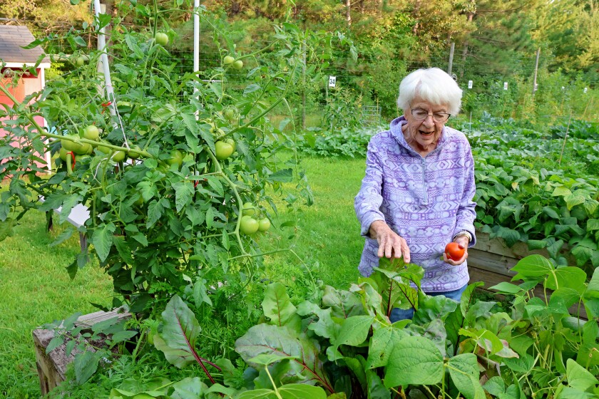 A green leafy garden in the foreground. A woman holding a tomato looks through leaves for more to harvest.