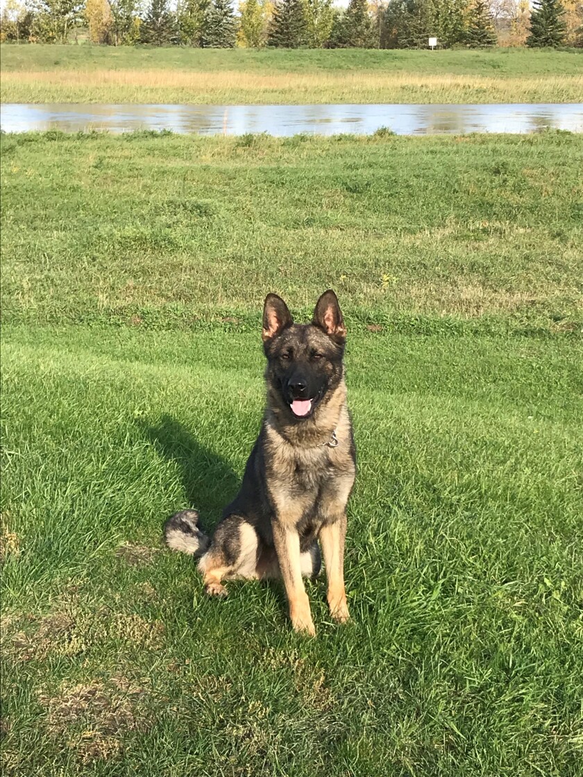 West Fargo Police Department K9 Macho posing in grass.jpg