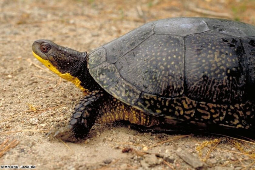 060521.O.DNT.turtlesC2