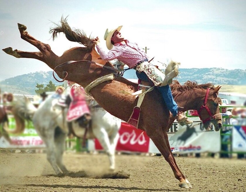In this undated photo, Wayne Herman, from Golden Valley, North Dakota, rolls for 8 seconds on top of a bronc.