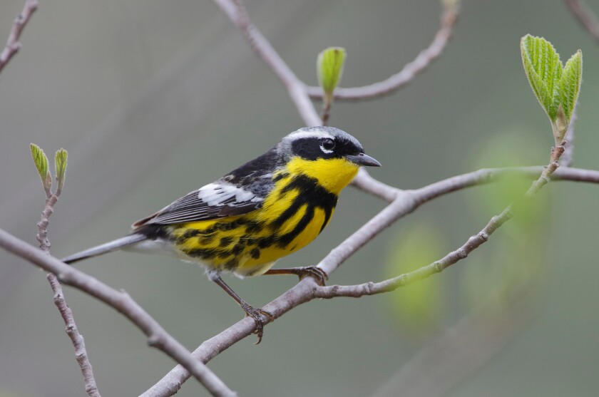Male Magnolia Warbler
