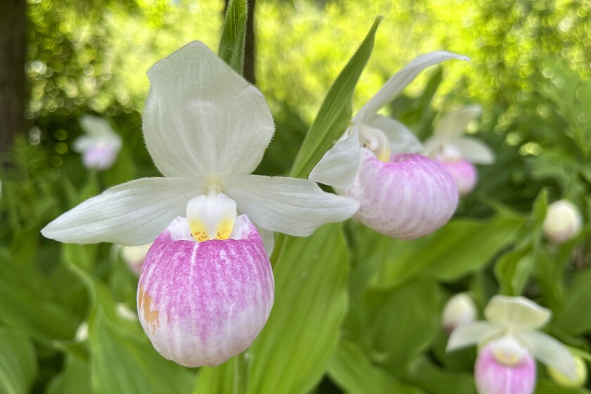 Showy Lady's Slippers