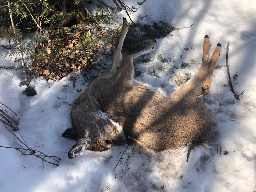 IMdead deer winter