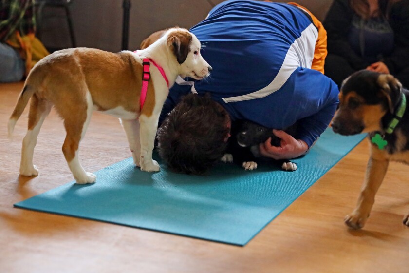 Enthusiastic puppies mob around people trying to do yoga.