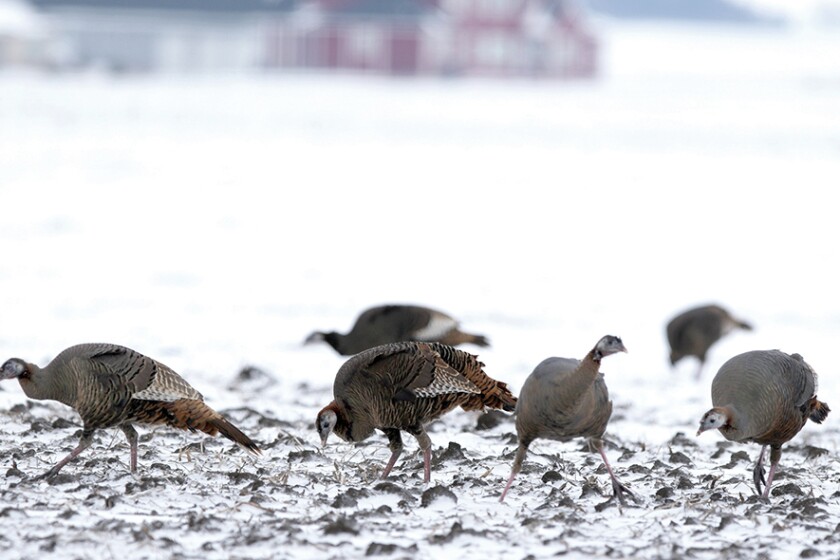 3125960+020117.N.DG_.WILDTURKEYweb.jpg