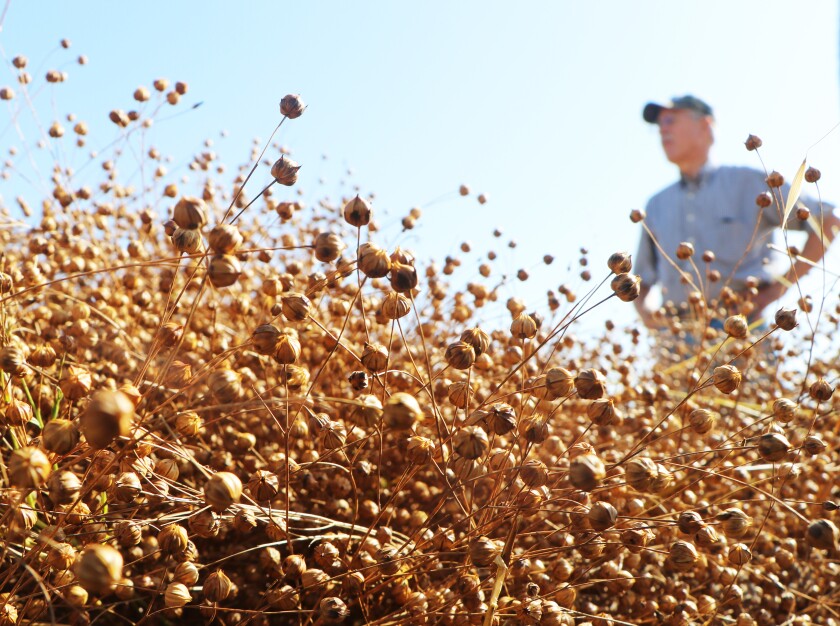 Thousands of flaxseed "bolls" in a swathe are in the foreground as the farmer, standing at right, prepares to combine.
