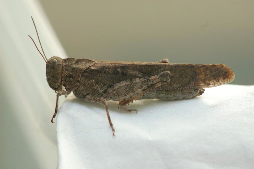 Northland Nature: The singing insects of late August - Duluth News ...