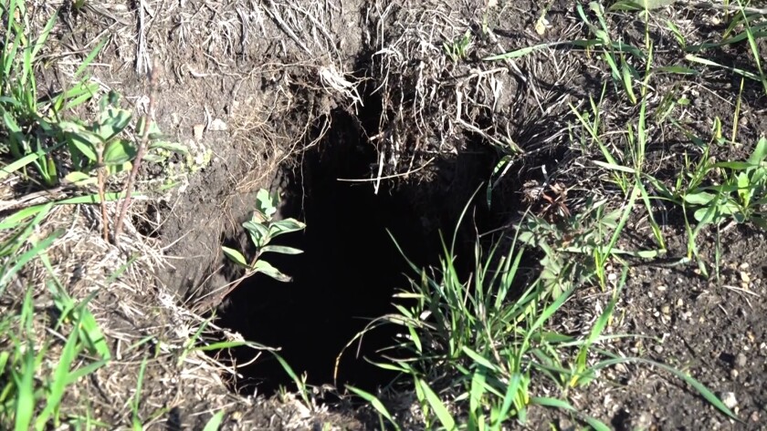 flickertail hole.jpg