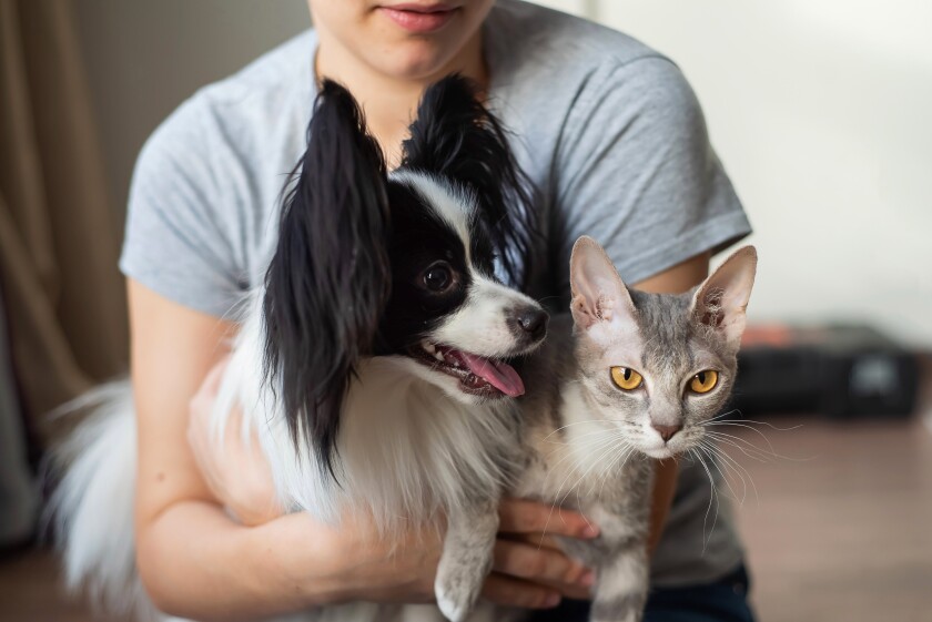 A person holds a dog and a cat.