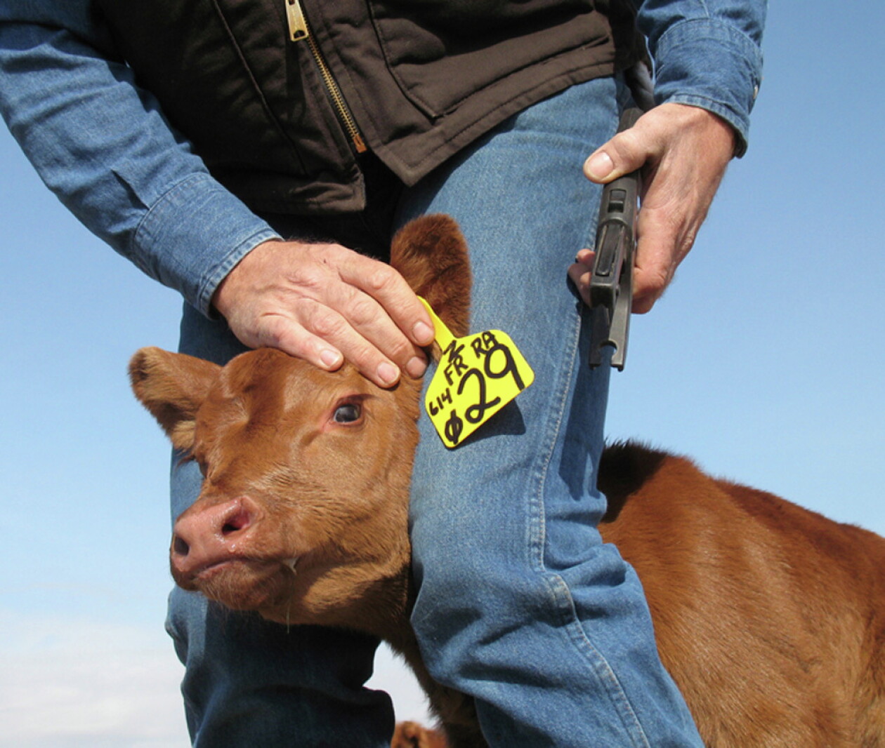How to catch a chicken, cattle and grain thief