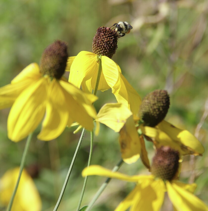 Bumblebees frolic in the new habitat at Camp Wilderness, which also serves as an outdoor classroom for Boy Scouts. (Shannon Geisen / Enterprise)