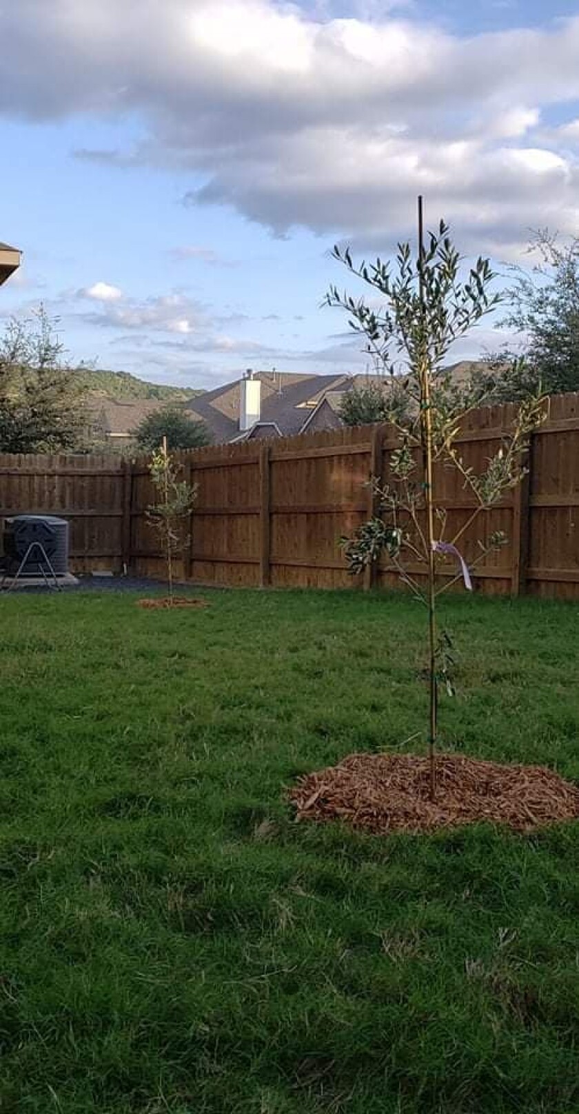 Two small olive trees in a fenced-in, suburban backyard.