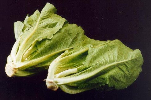 arsromainelettuce.jpg