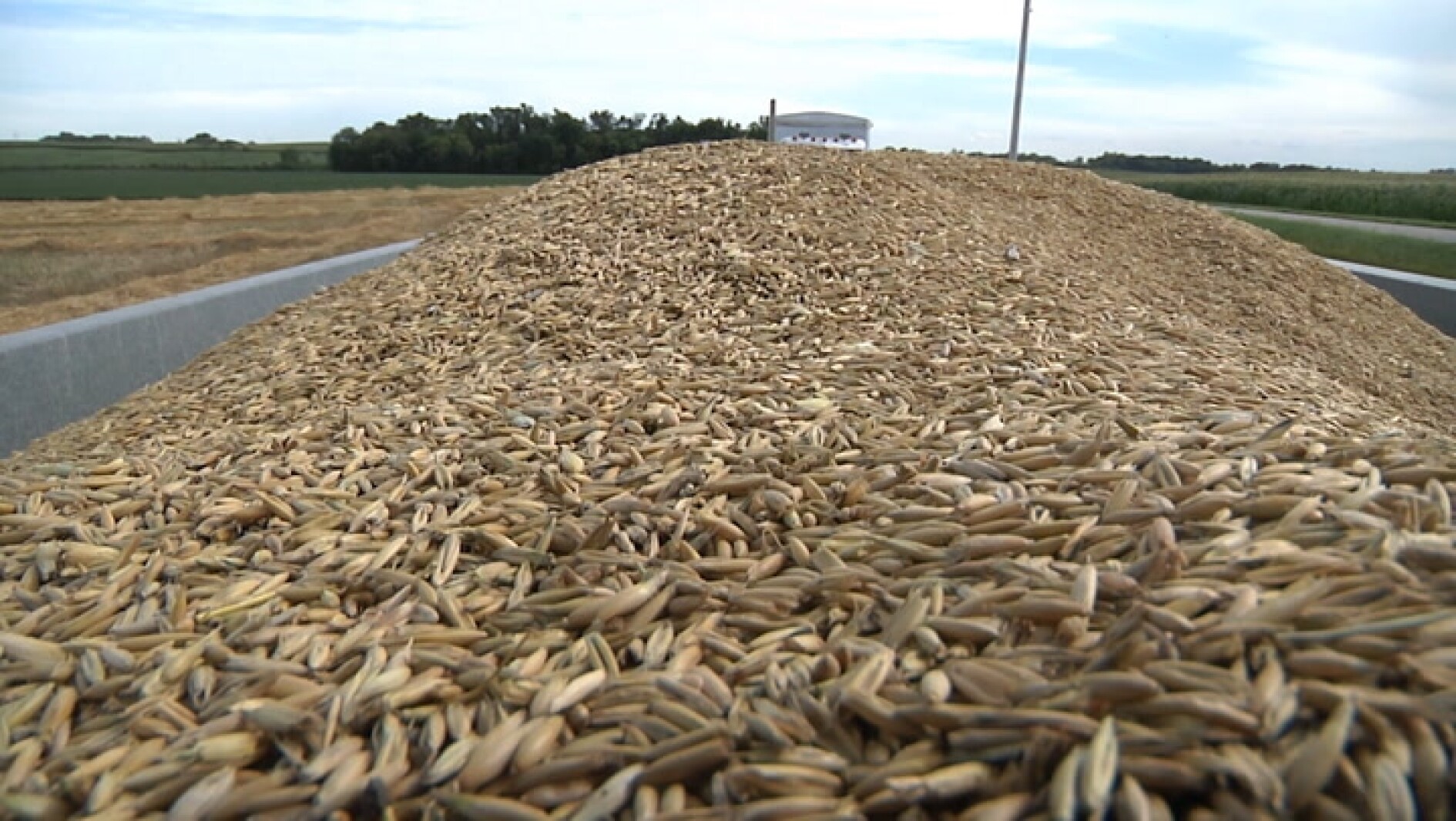 Illegal brown bagging of seed on the rise Agweek 1 source for