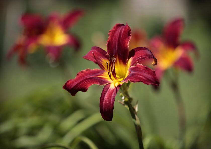 071820.F.FF.GrowingTogether.02.jpg