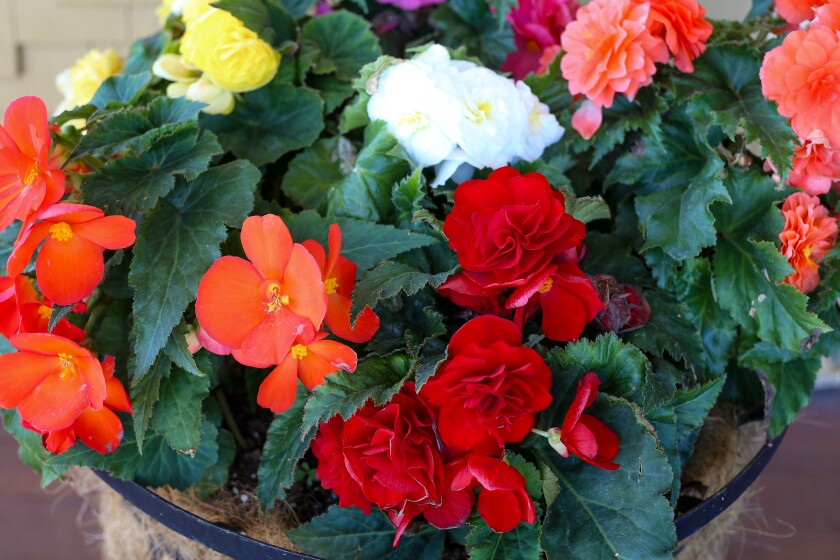 Non-stop begonias thrive in shade and flower all summer.