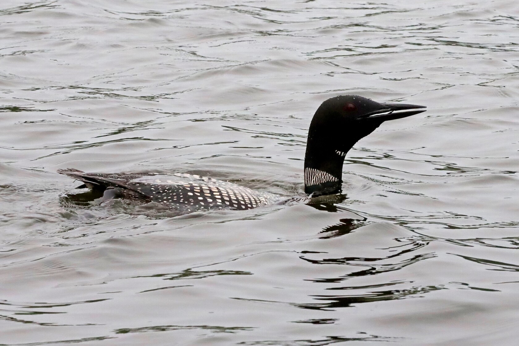 National Loon Center Loon Calling Contest sounds wild - Brainerd ...