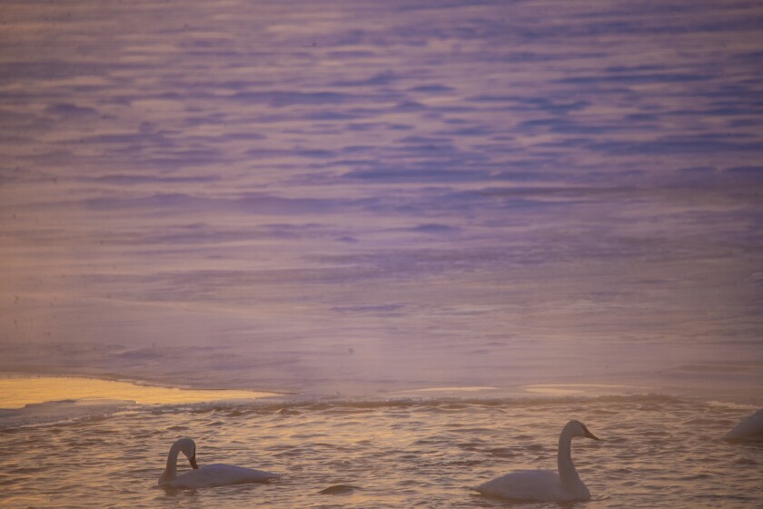 Green Lake Trumpeter Swans 122322 008.jpg