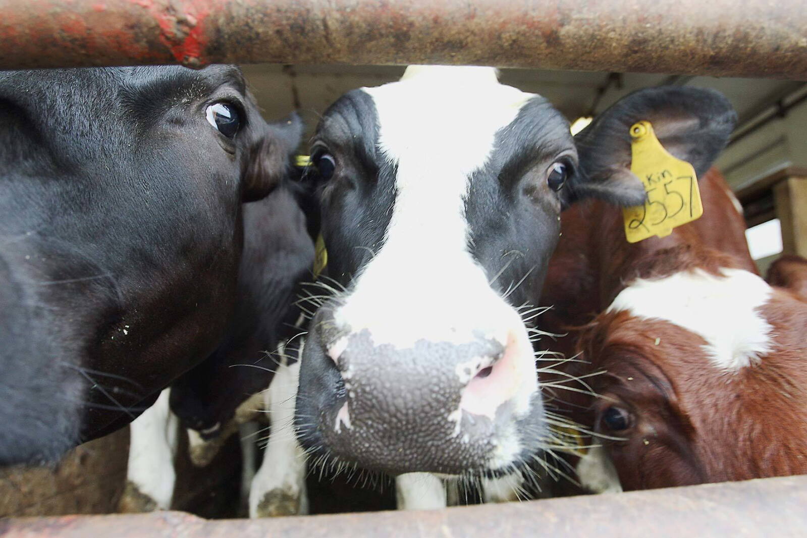 Experts warn of increased nitrate poisoning in livestock