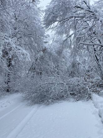 Trees toppled across a road in Mision Township Dec. 15, 2022.jpg