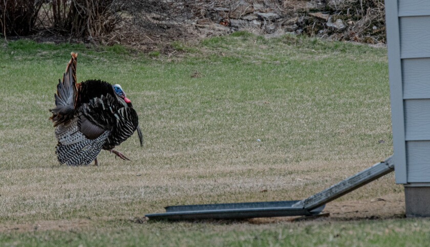 Turkeys In Minnesota Weiss: Wild turkeys 'a great success story' amid harsh Minnesota ...