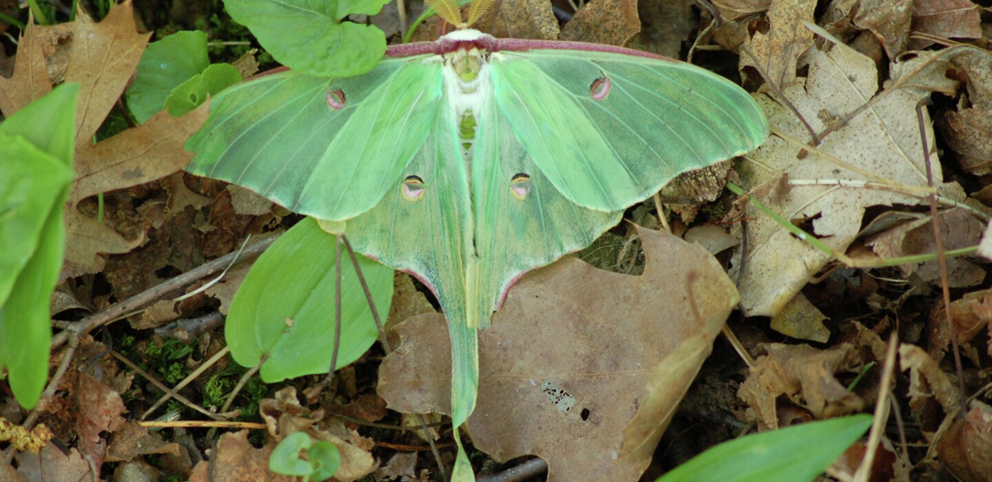 Northland Nature It S Luna Moth Time Duluth News Tribune News Weather And Sports From Duluth Minnesota Northland Nature It S Luna Moth Time Duluth News Tribune News Weather And Sports From Duluth Minnesota