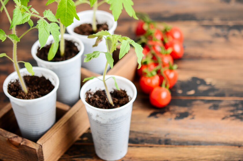 Homegrown tomato plant seedlings in plastic pots on a wooden background.