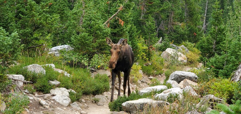 Moose in Grand Tetons.jpg