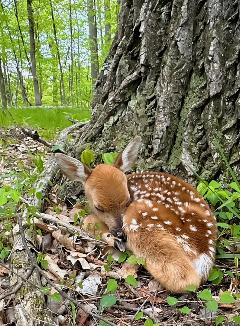 Crow Wing SWCD announces photo contest winners - Pine and Lakes Echo ...